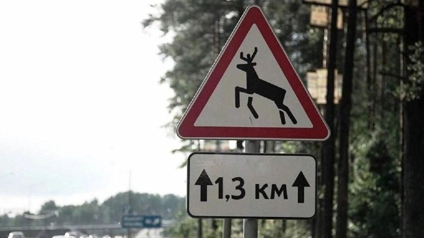 Знак Дикие животные на дороге