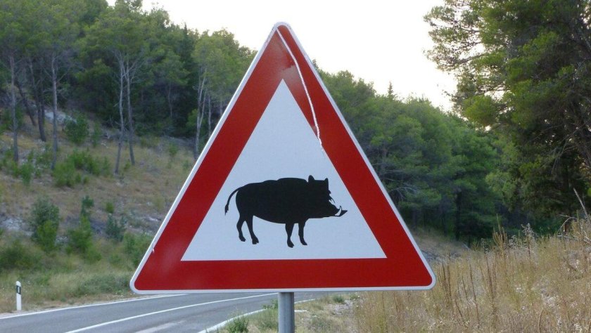 Дорожный знак кабан