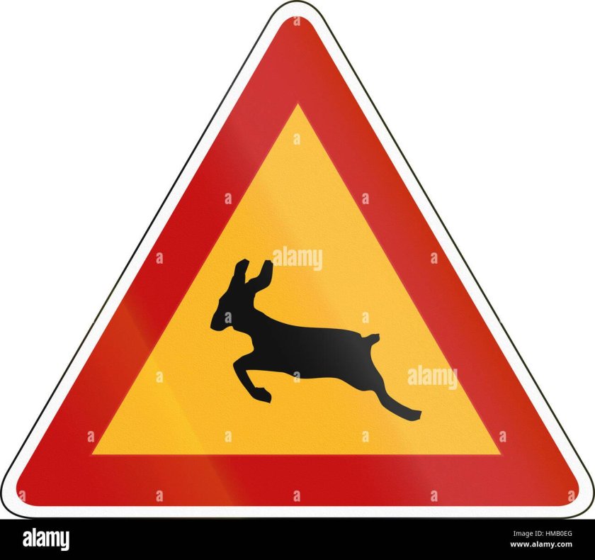 Дорожный знак Дикие звери