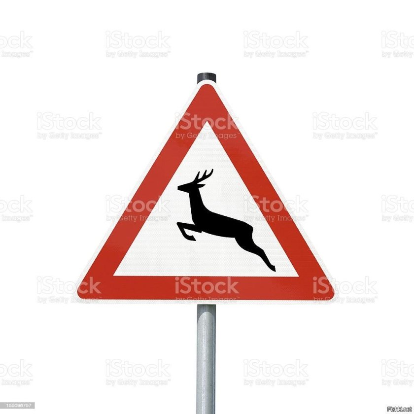 Дорожный знак осторожно олени