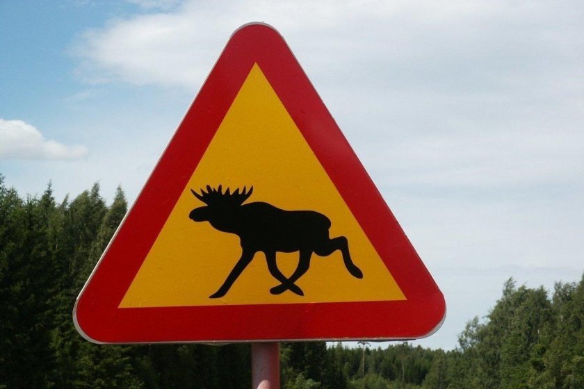 Дорожный знак Лось