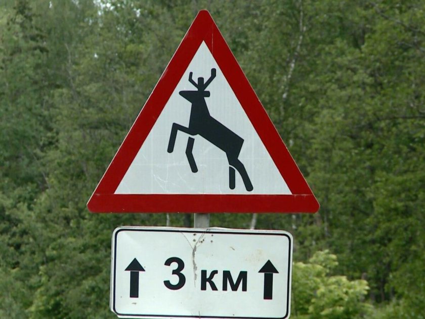 Дорожный знак осторожно лоси