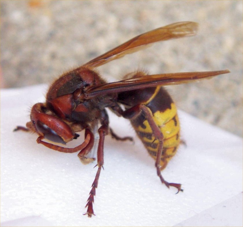 Азиатский гигантский Шершень Королева