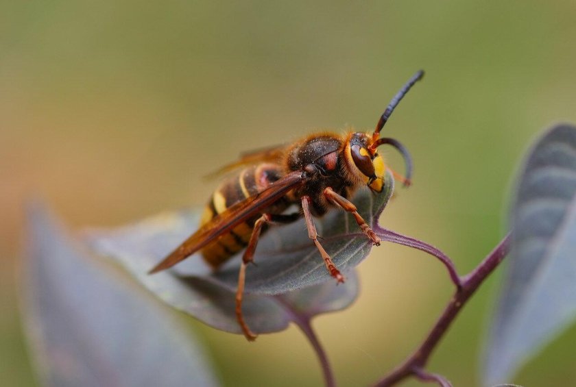 Восточный Шершень Vespa orientalis