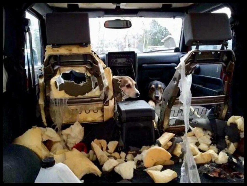 Собака в салоне авто