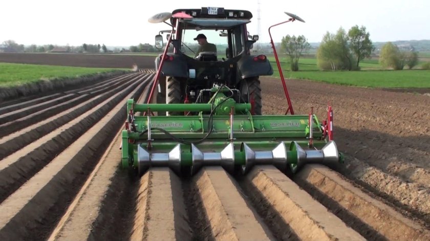 Базильер гребнеобразователь