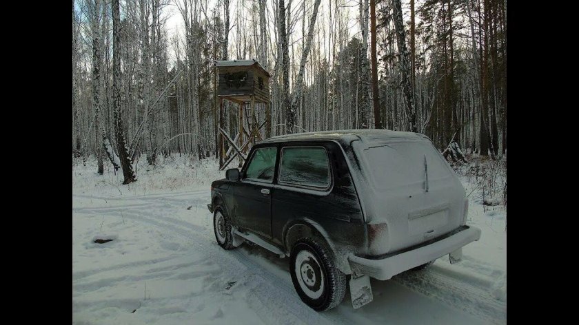 Нива в лесу