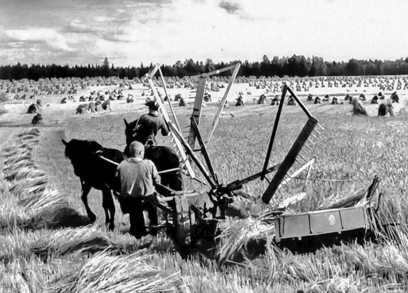 Конная жатка лобогрейка