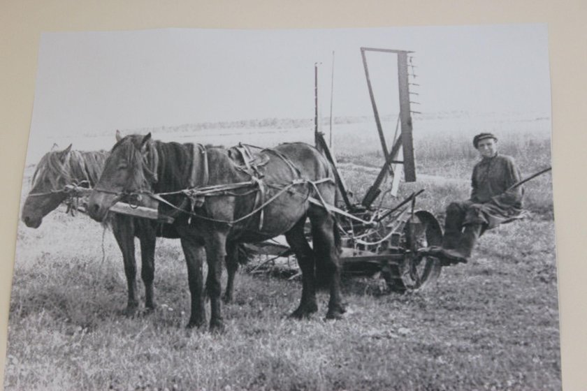 Жнейка лобогрейка