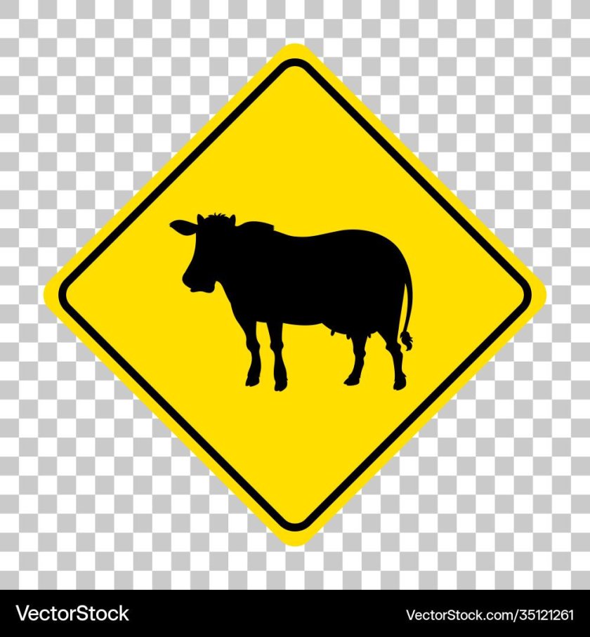 Cattle Crossing