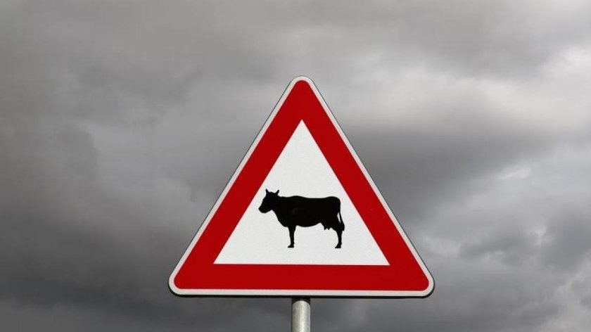 Знак 1.26. Перегон скота