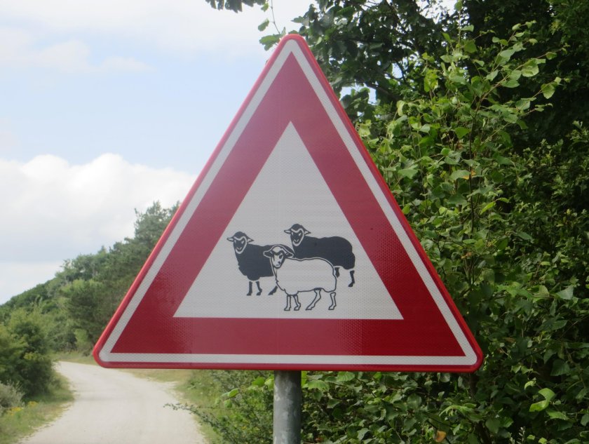 Дорожный знак осторожно лоси