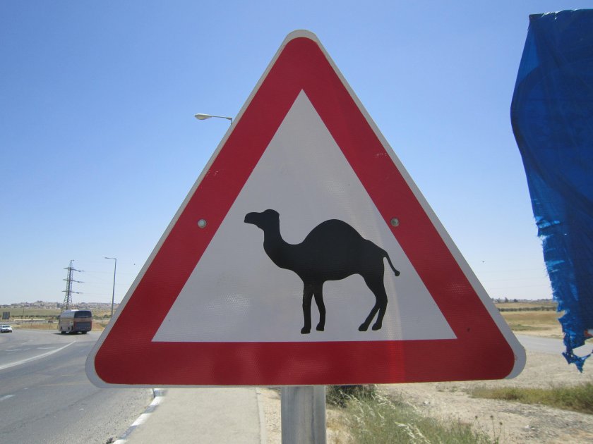 Верблюды в Израиле