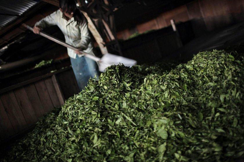 Чайный лист