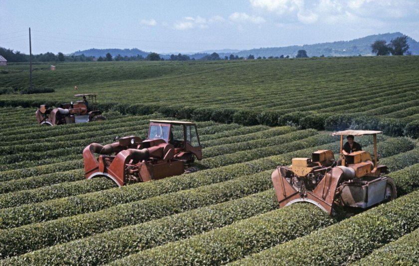 Чайные плантации Дурипш