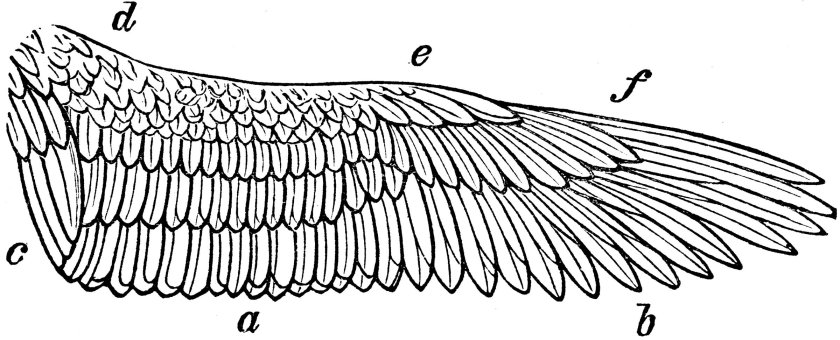 Птичьи Крылья