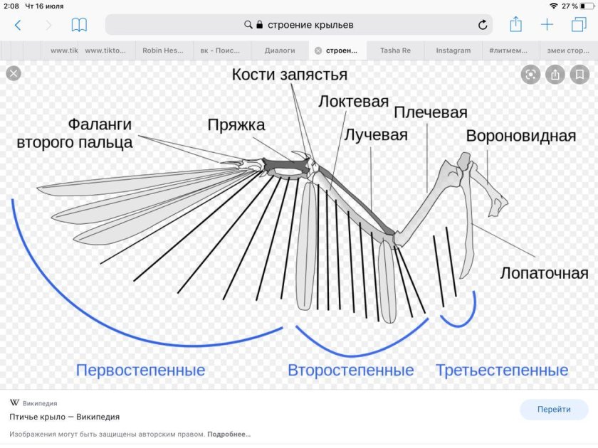 Строение крыла птицы скелет