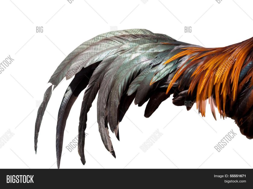 Петушиный хвост