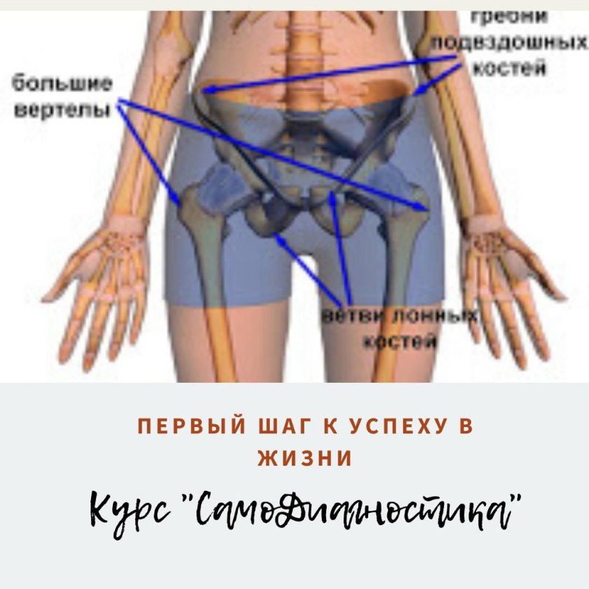 Подвздошная кость