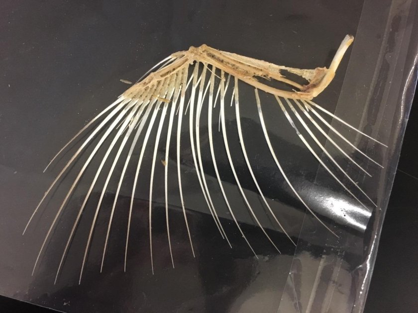 Кости крыльев