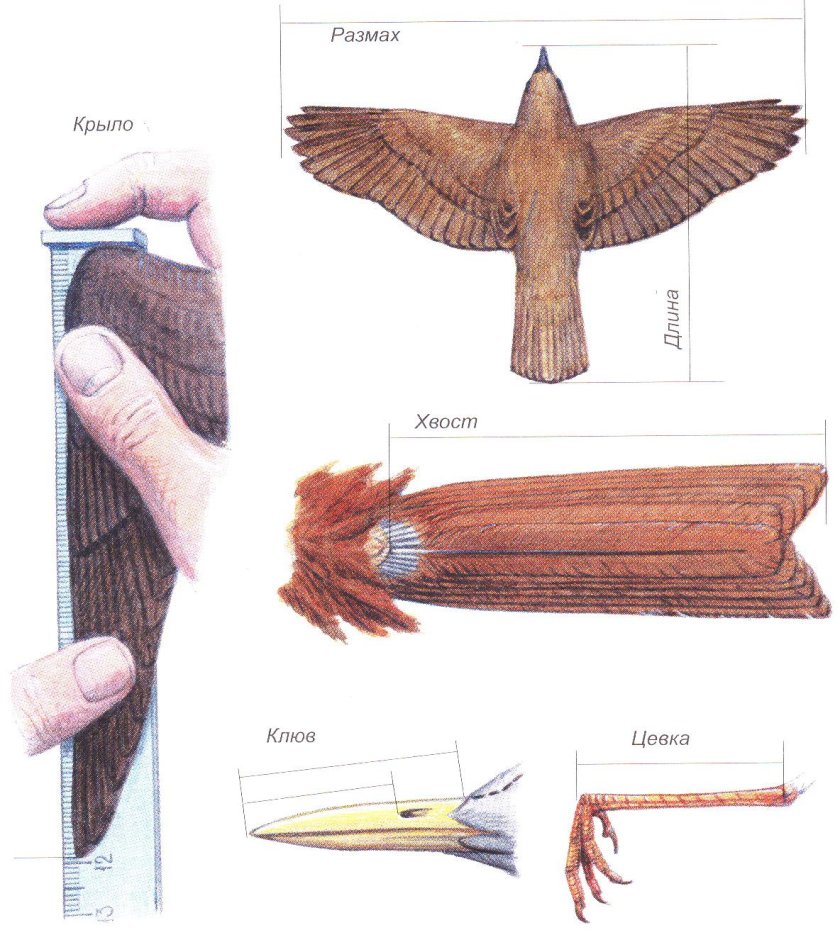 Формы хвоста птиц