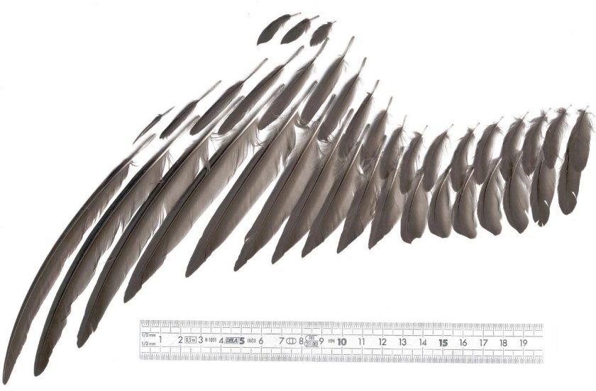 Перья птиц референс