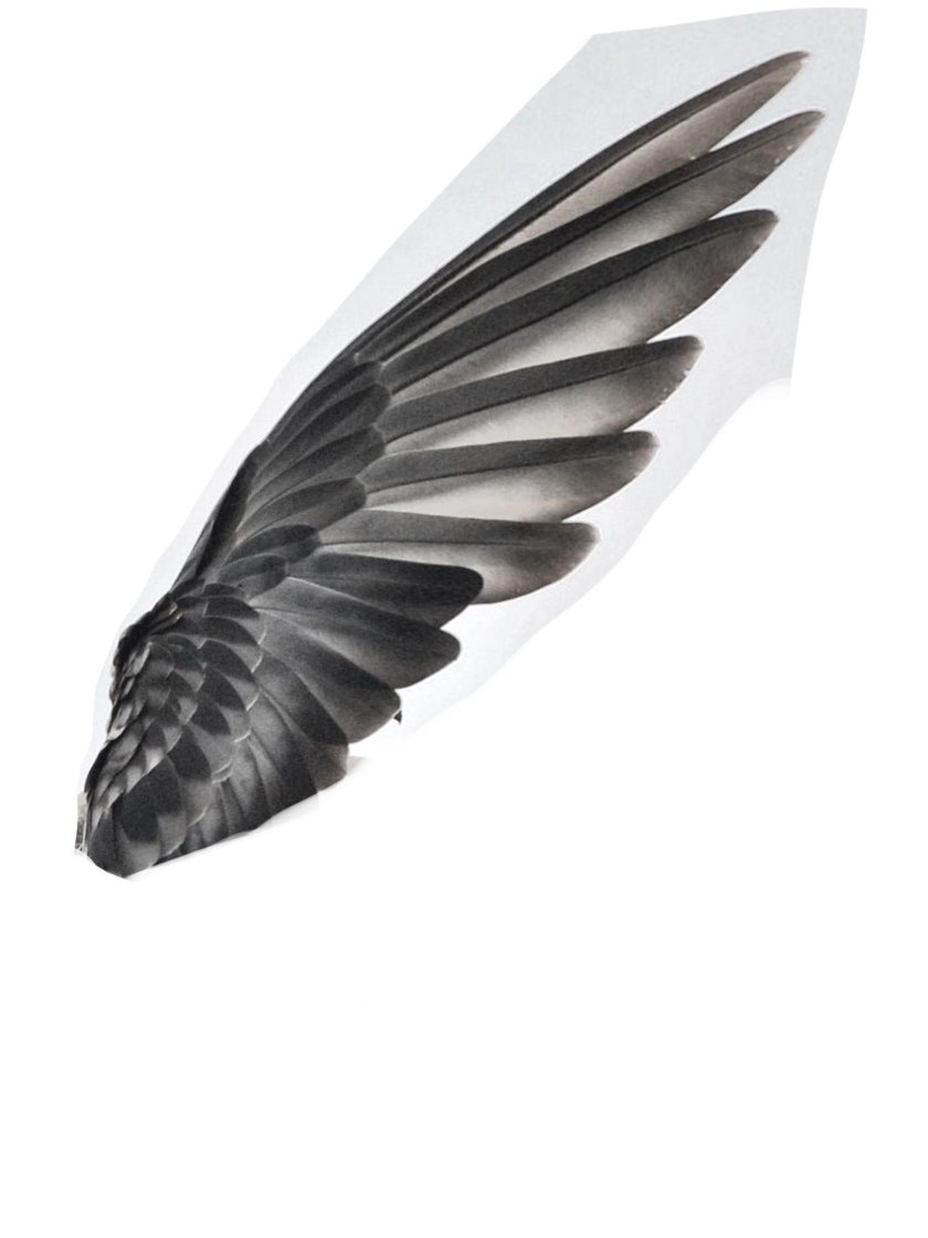 Крылья ангела референс