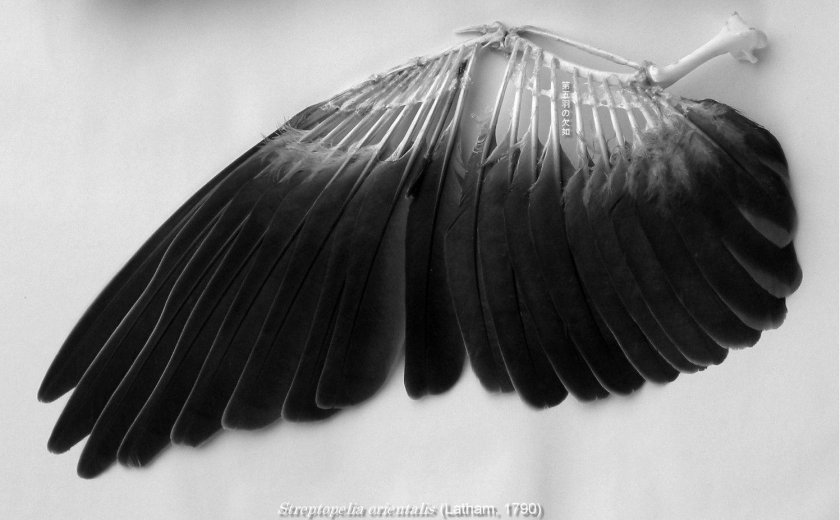 Крыло птицы