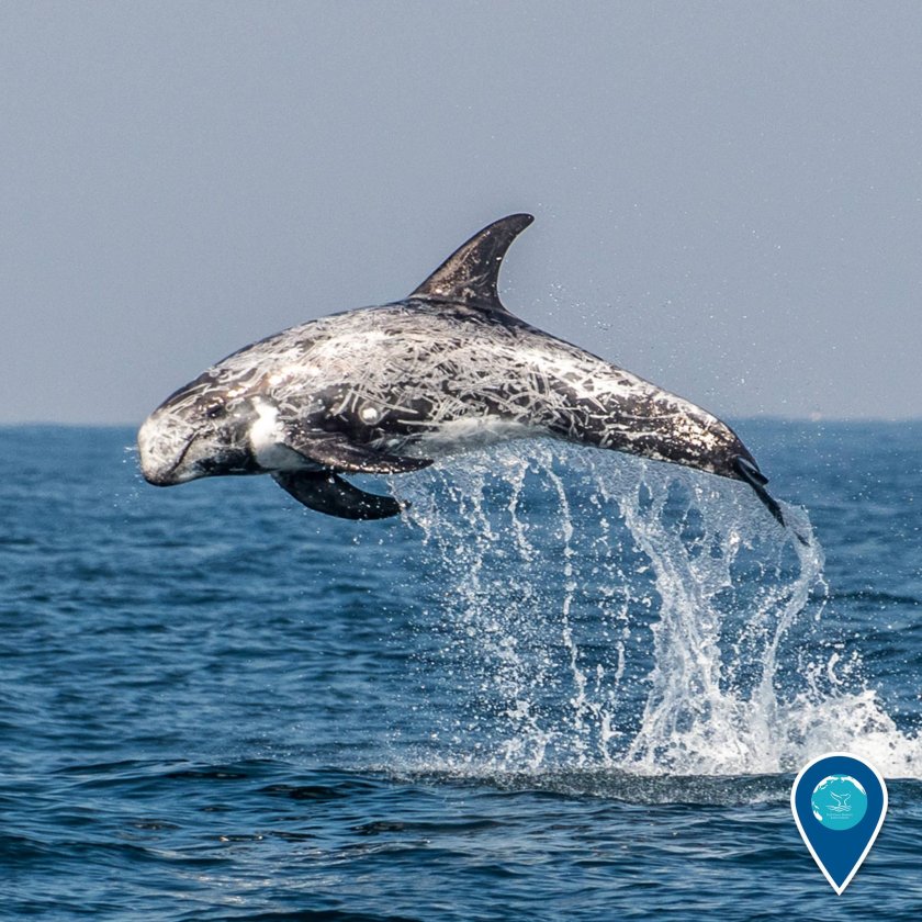 Серый Дельфин