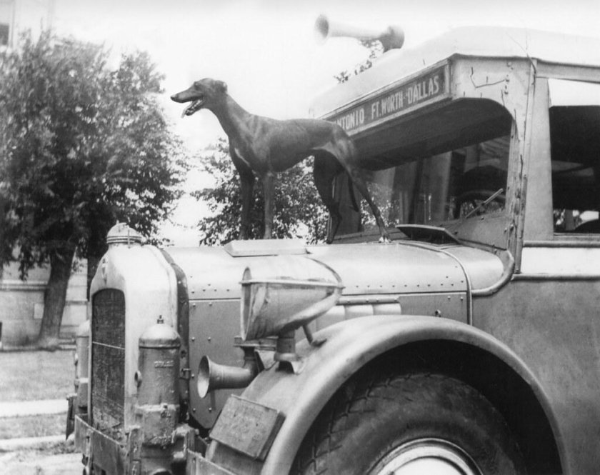 Greyhound автобус