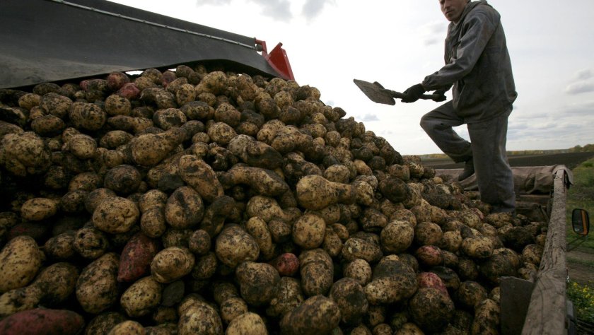 Фура с картошкой