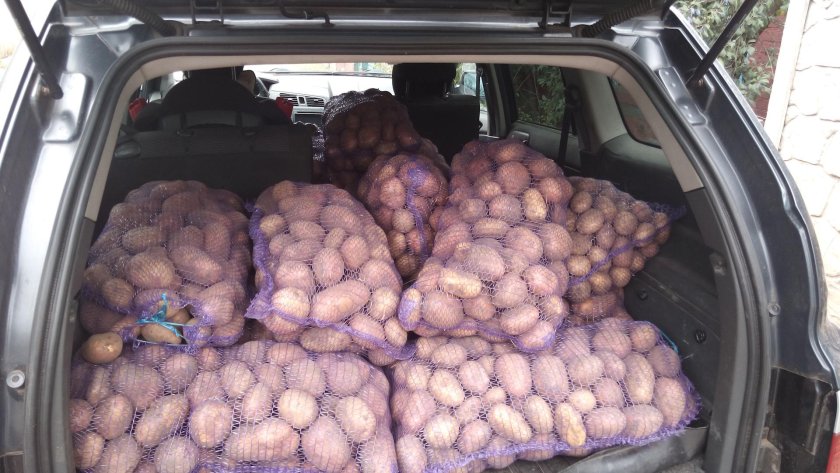 Картошка в багажнике