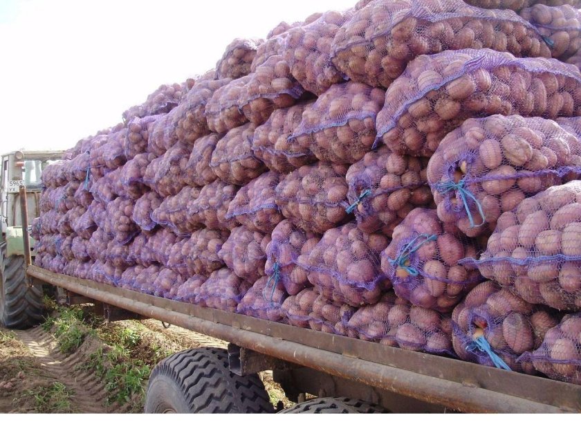 Семенной картофель Винета