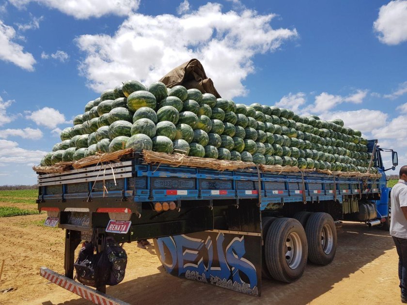 Бахча Тамань