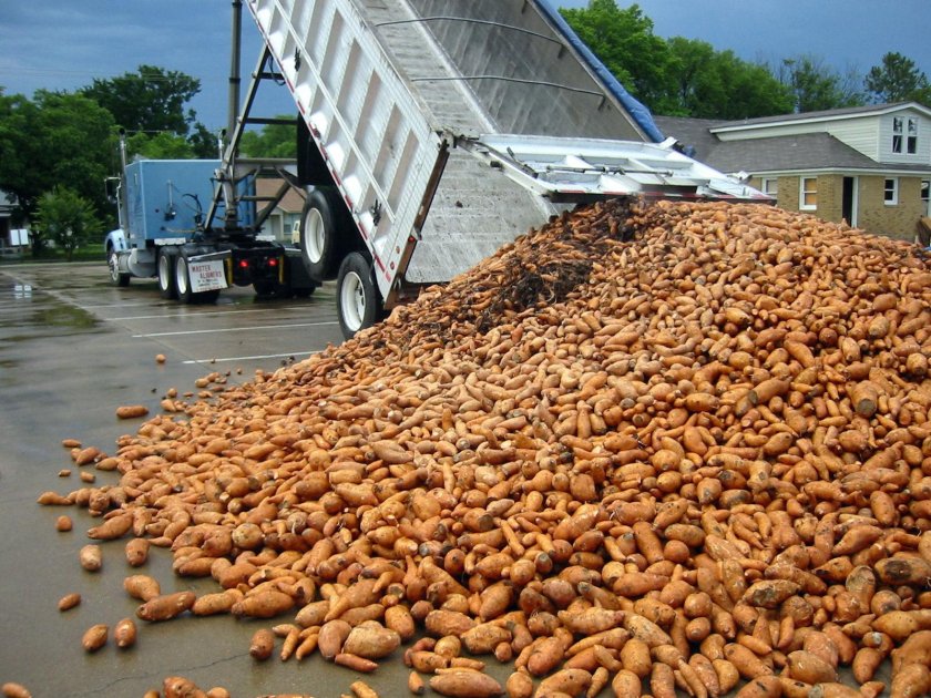 Куча картофеля