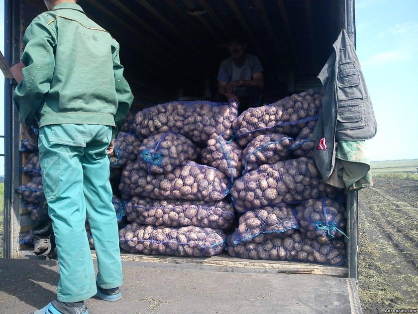 Перевозка картофеля