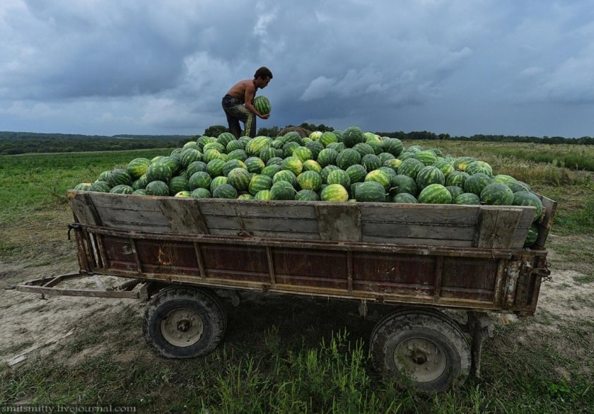 Телега с арбузами