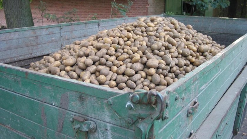 Перевозка картофеля