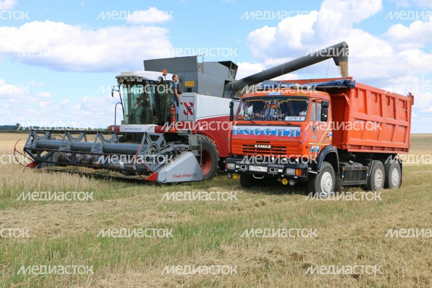 КАМАЗ 45143 на уборке силоса