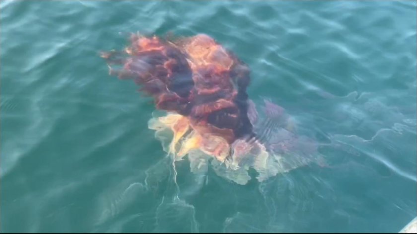 Арктическая медуза цианея