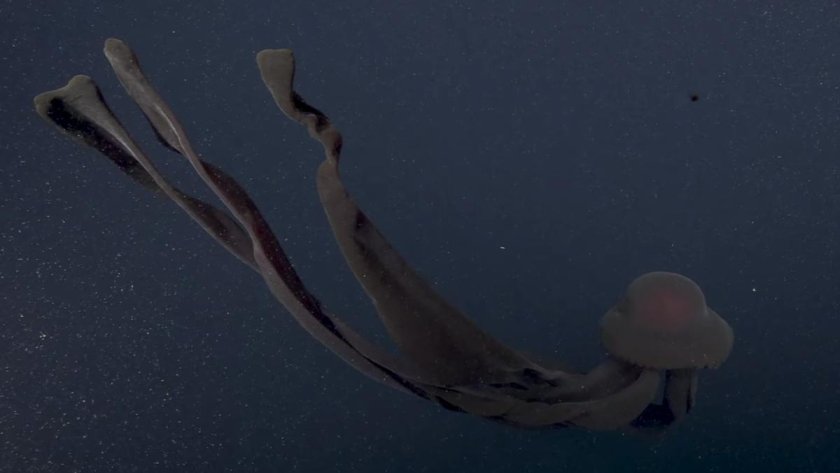 Медуза Stygiomedusa gigantea