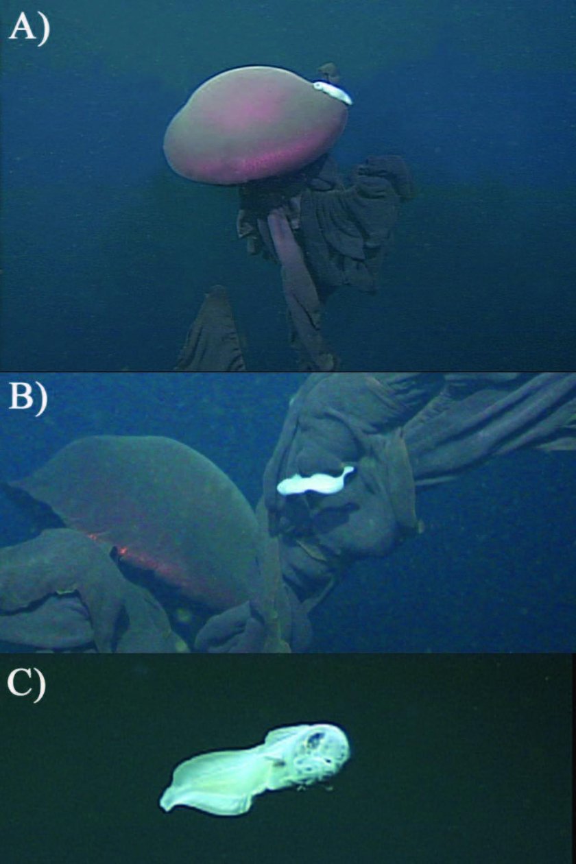 Стигомедуза гигантея