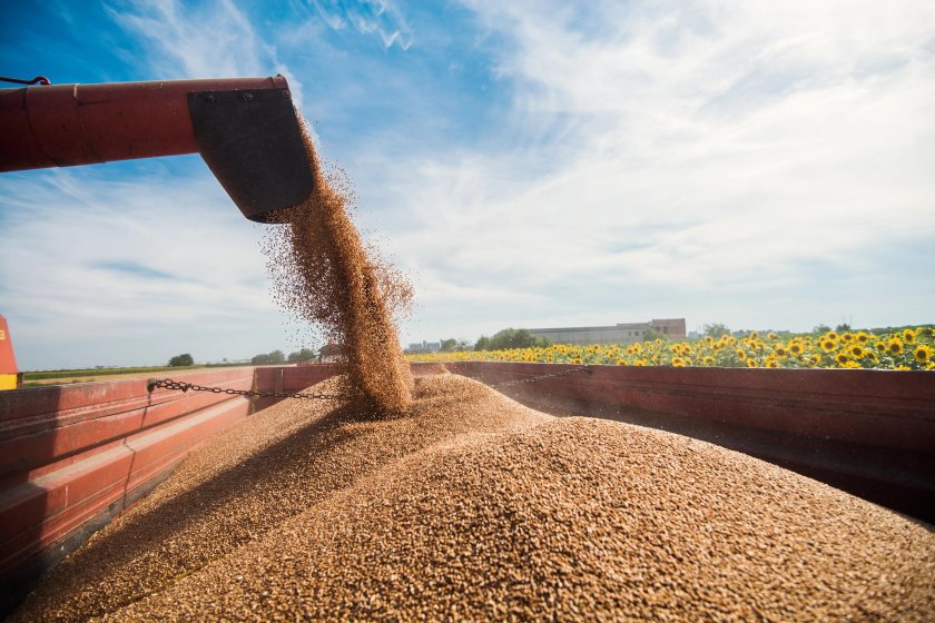 Погрузка зерна