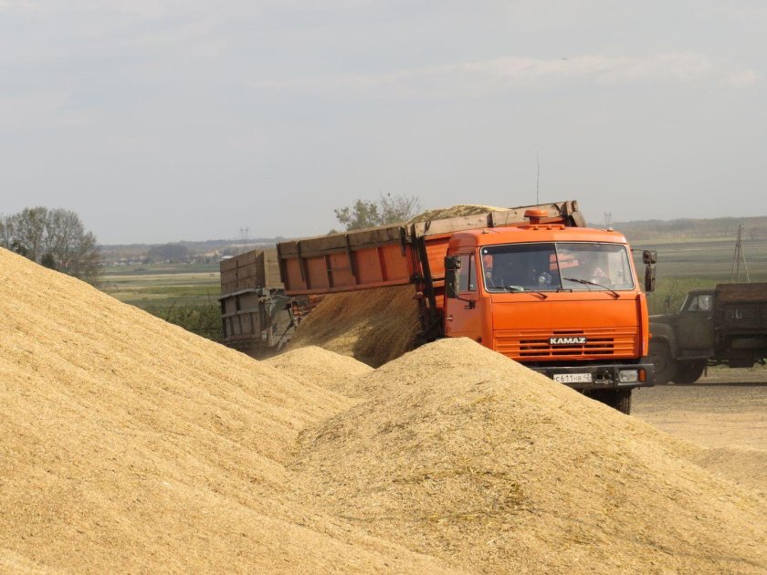 КАМАЗЫ С пшеницей