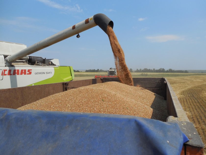 Погрузка зерна
