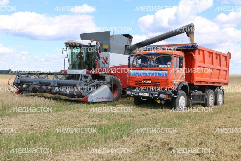 КАМАЗ 45143 на уборке силоса