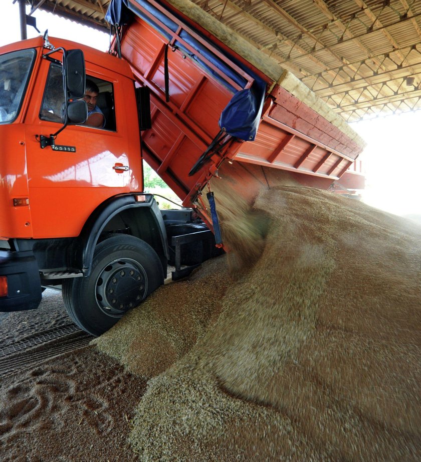 КАМАЗ 6520 на уборке зерна