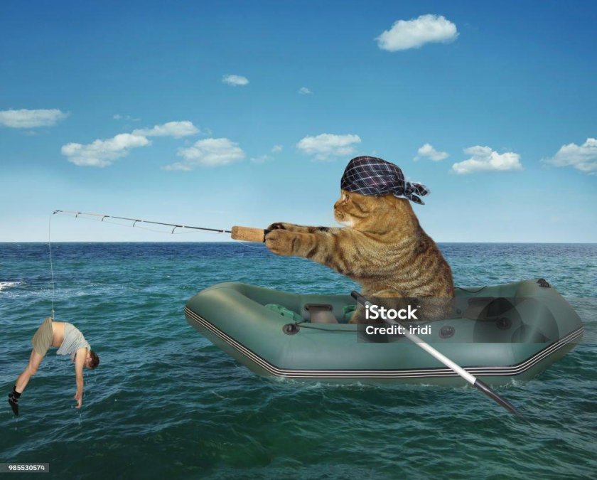 Кот в лодке