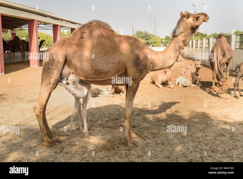 Новорожденный верблюжонок