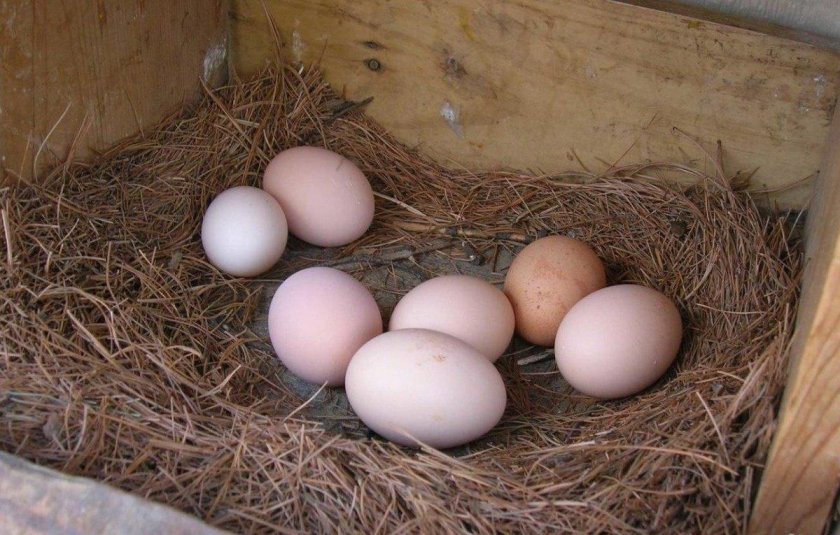 Домашние яйца